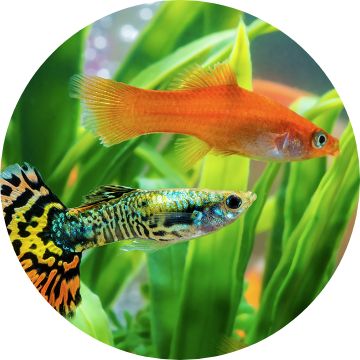 Goldfish for 2024 sale petsmart