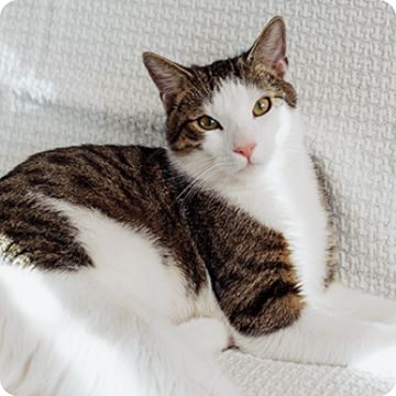 Petsmart cat litter coupons sale