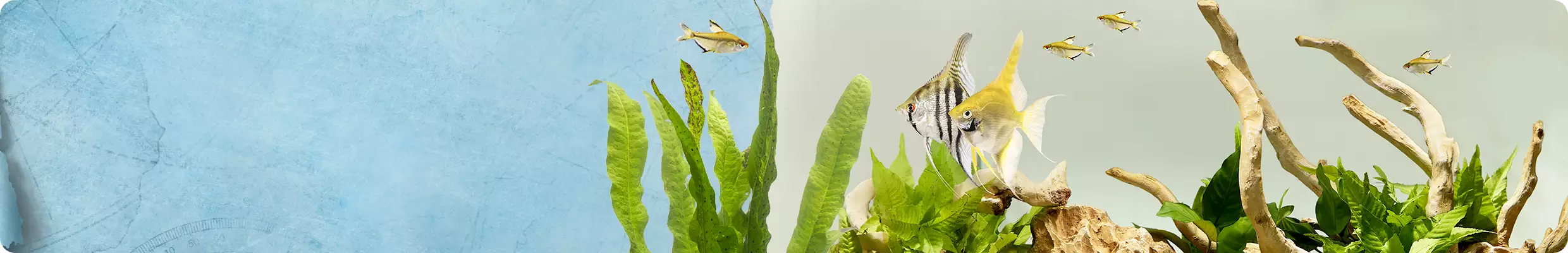 Fish Supplies: Fish Tanks, Aquariums, Bowls, Food & More | PetSmart