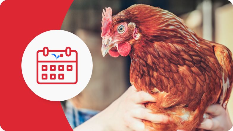 Chicken being held