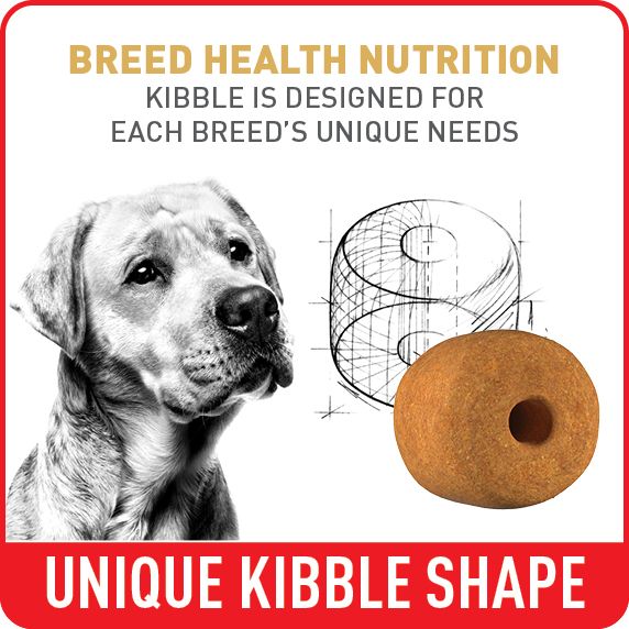 Unique kibble shape. Dog with kibble.