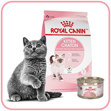 Petsmart royal shop canin boxer