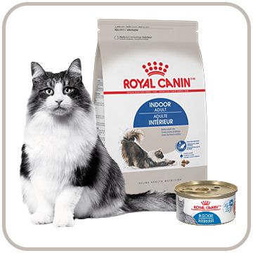 Cat with Feline Health Nutrition cat food