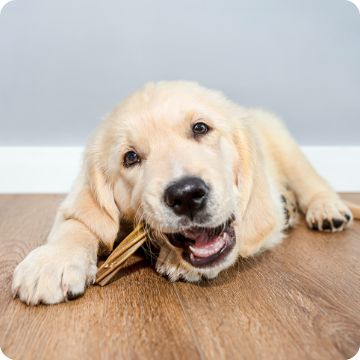 Puppy Supplies Puppy Food Pads Training Supplies More PetSmart