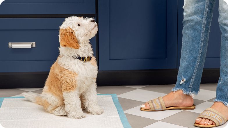 Puppy sitting patiently on potty pad