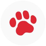 Paw print illustration