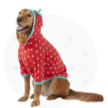Dog wearing strawberry costume