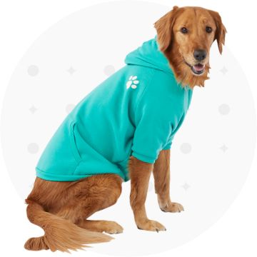 Dog wearing a teal hoodie