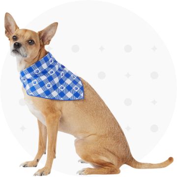 Dog wearing a blue checkered bandana