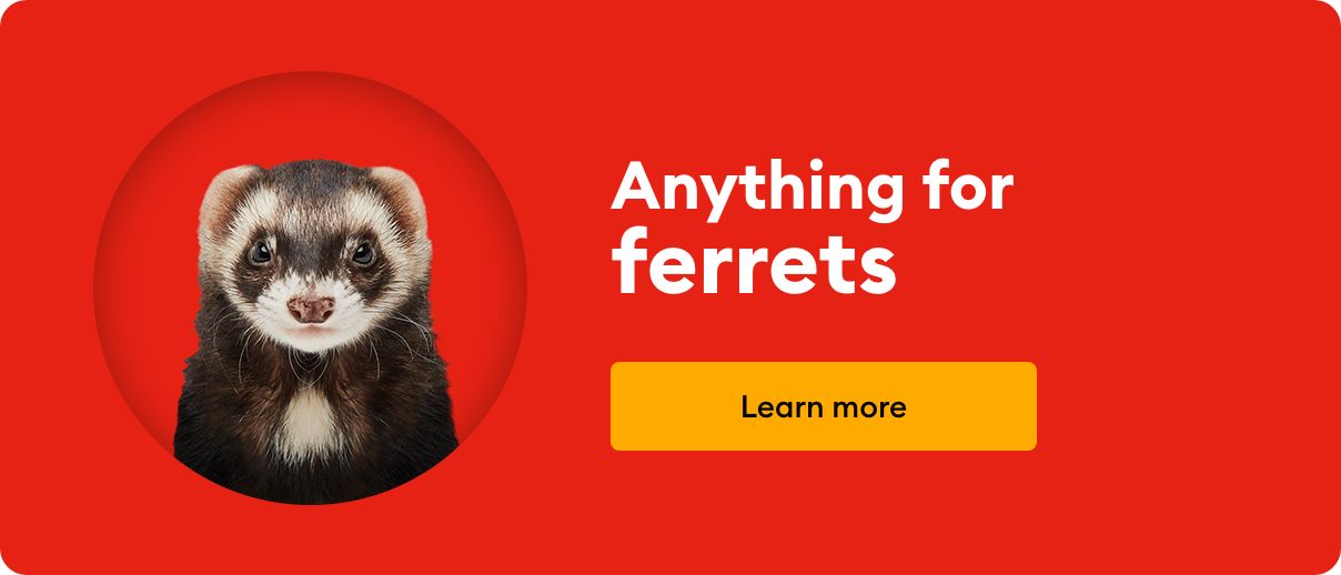 ferret