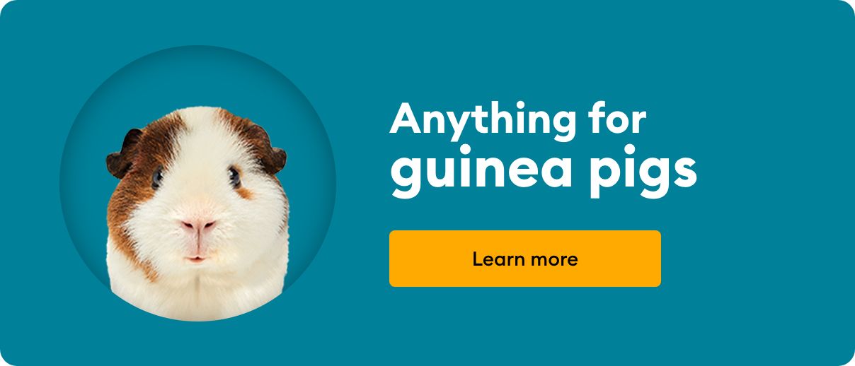 Guinea pigs at petsmart near me best sale