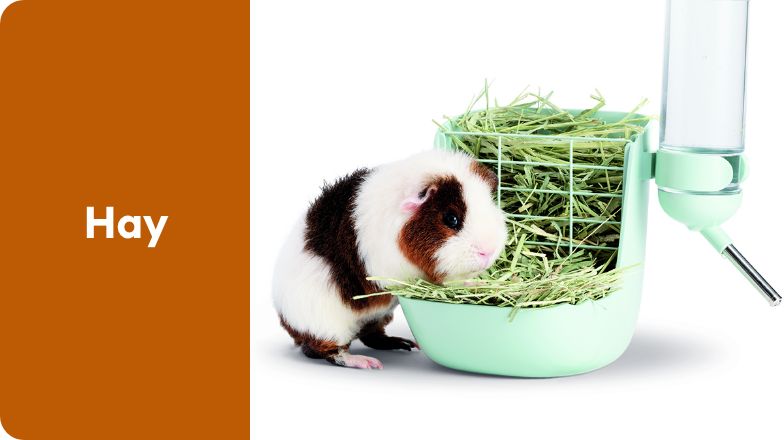 Guinea pig eating hay