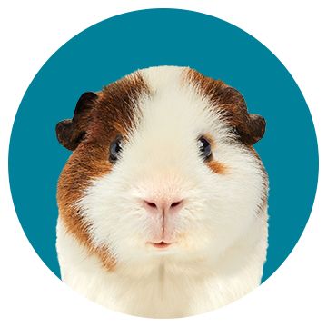 Guinea Pig