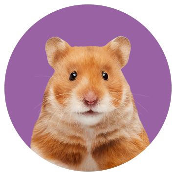 Gerbil