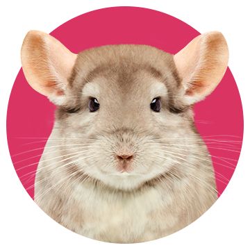 Chinchilla