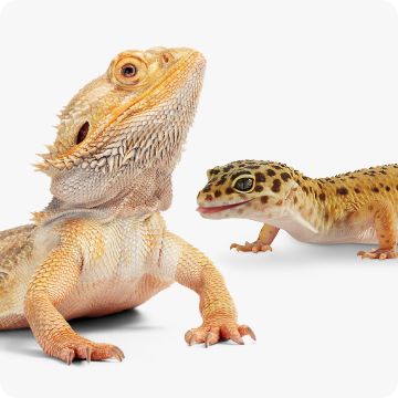 Petsmart live sale reptiles