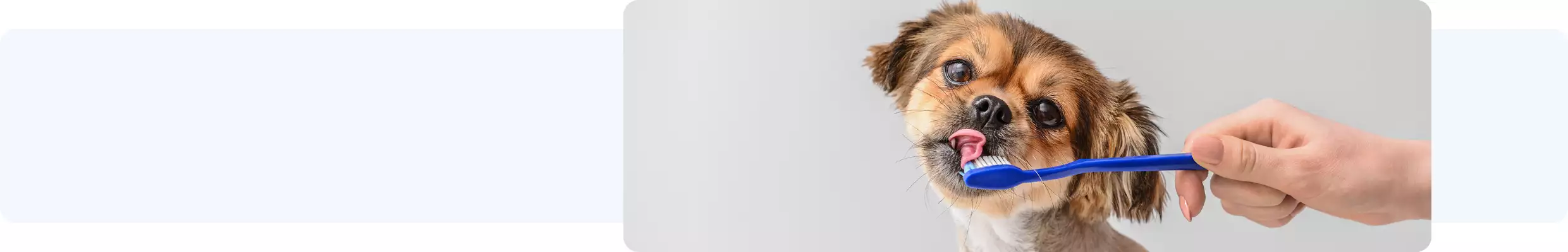 Dog licking toothbrush held by pet parent hand