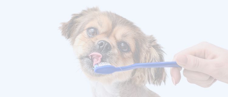 Dog licking toothbrush held by pet parent hand