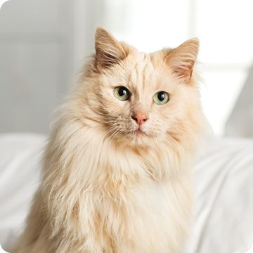 Long haired cat