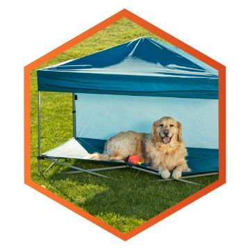 Dog laying on an outdoor cot