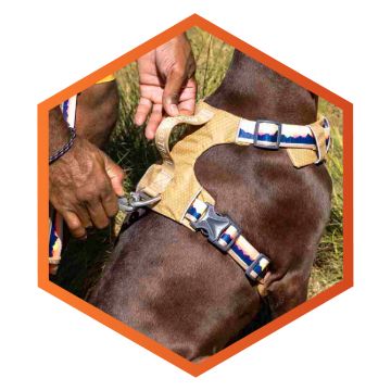 Dog harness girth strap extender for Doggie Stylz Harnesses, Adds 5 extra  inch extension to your dogs girth strap : : Pet Supplies
