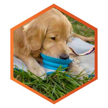 Dog drinking out of a collapsible water bowl