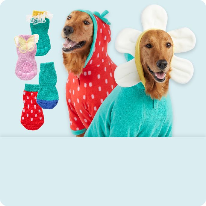 A dog wearing a daisy hoodie, a dog wearing a strawberry hoodie & an assortment of spring hoodies & dog socks