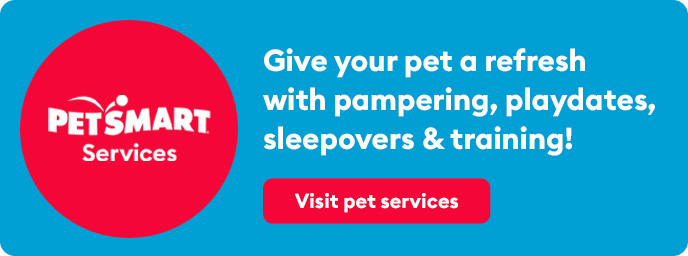 Visit pet services to give your pet a refresh with pampering, playdates & more!