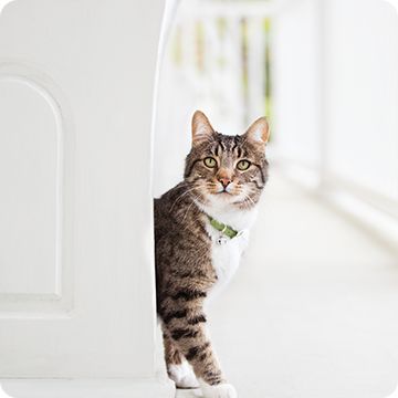 Pretty litter clearance petsmart