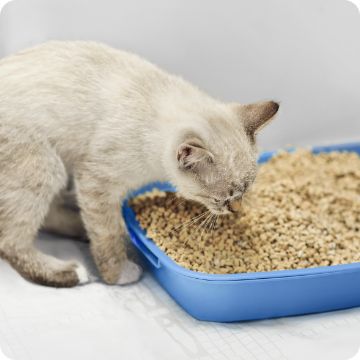 Covered cat clearance litter box petsmart