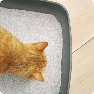 Cat attract litter on sale petsmart