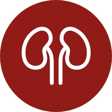 Urinary & kidney icon