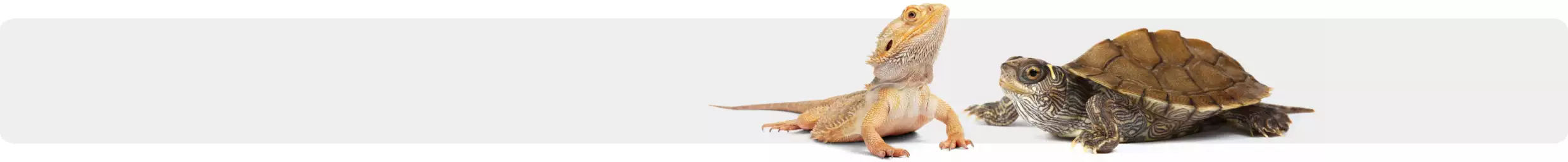 Bearded dragon & turtle - careguides