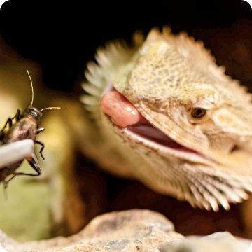 Reptile getting ready to eat a cricket