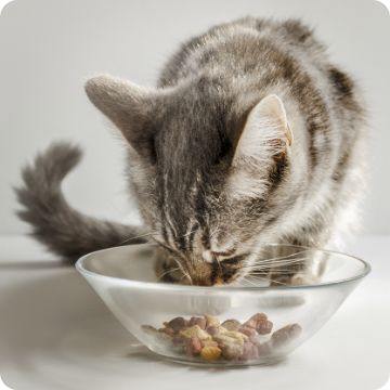 Pet Food Delivery Subscribe Save on Cat Dog Food PetSmart