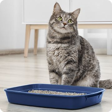 Pet Food Delivery Subscribe Save on Cat Dog Food PetSmart