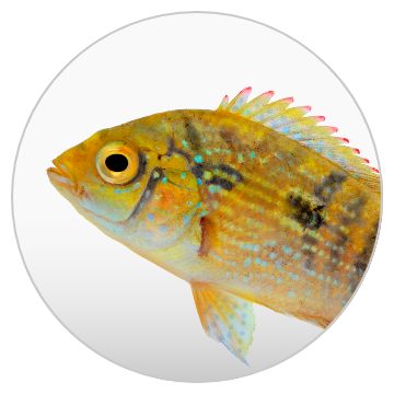 G-Ratt Fighting Fish FF-005 Sunfish