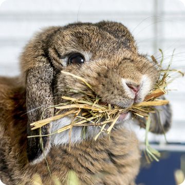 Rabbit eating hay