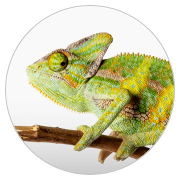 Reptile Image