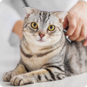 Cat getting examined by a vet