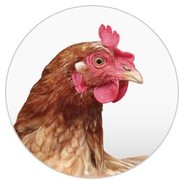 Farm animal image