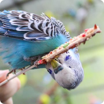 Bird nibbling on a treat