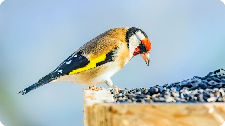 Wild bird with seed 