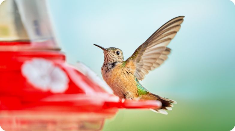 Hummingbird on feeder