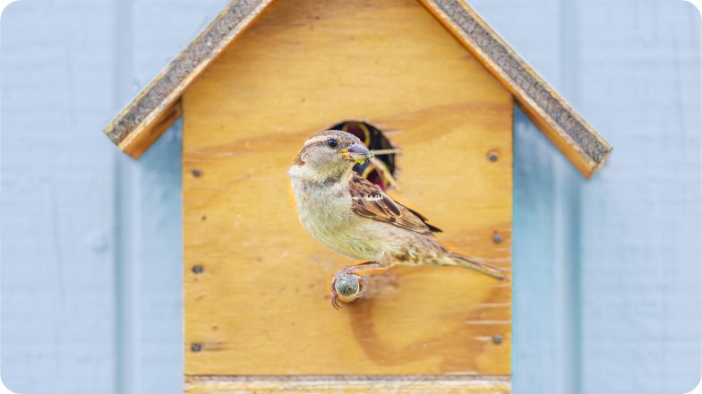 Bird perched on birdhouse 