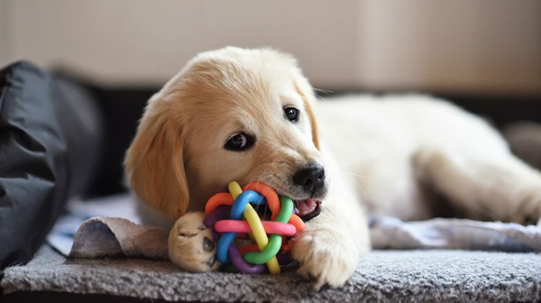 How to Train a New Puppy