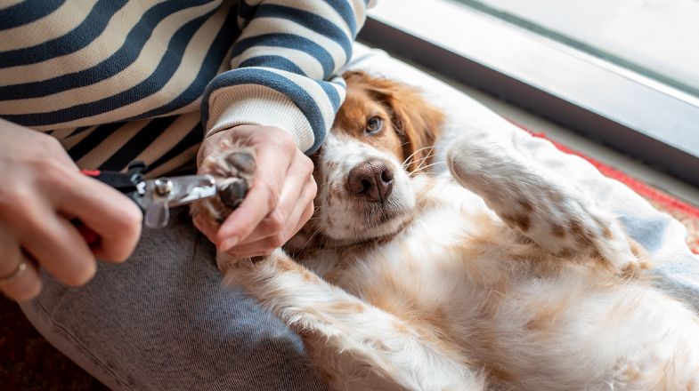 How to Cut Your Dog's Nails