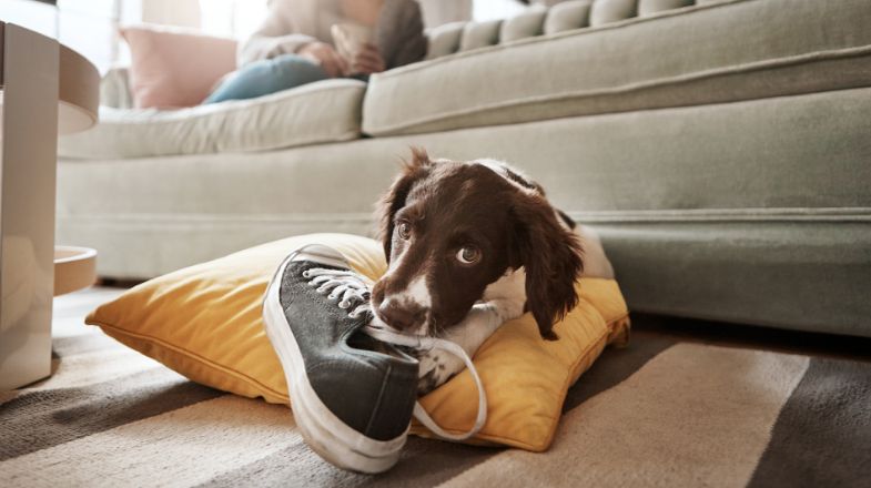 Unleashing the Secrets of Puppy Behavior