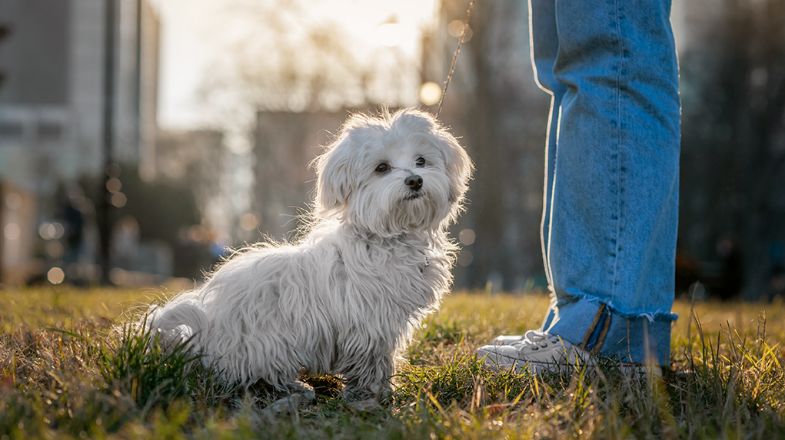 Puppy Potty Training: The Do’s and Don’ts