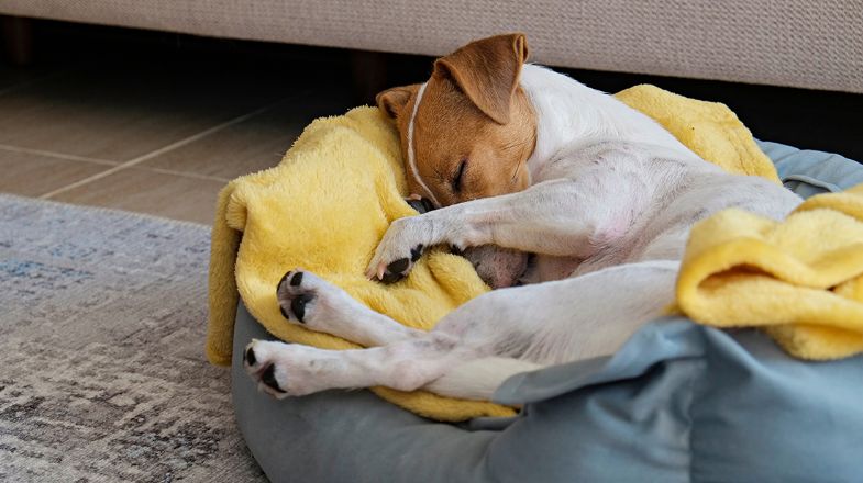 How to Choose the Best Dog Bed